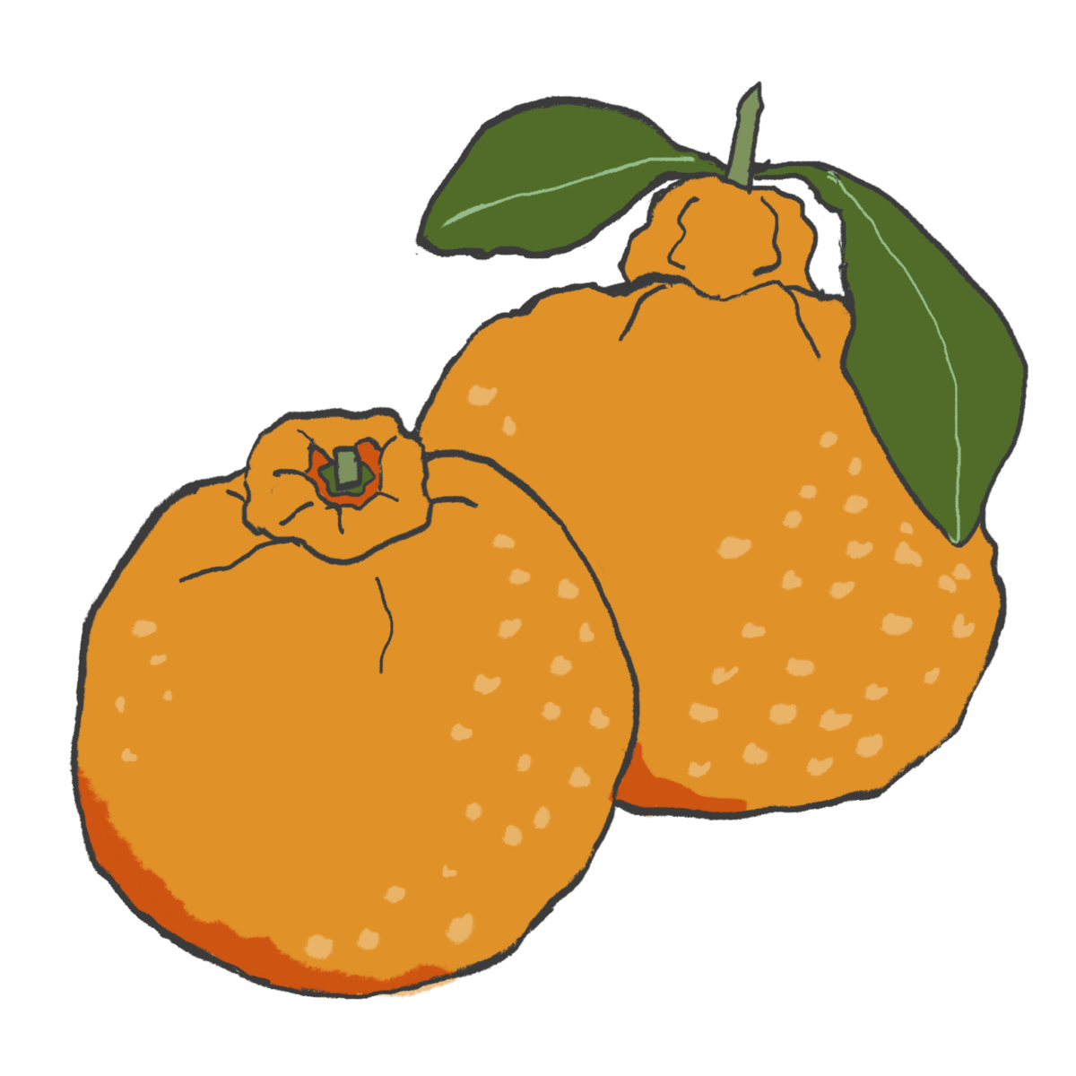 デコポン（不知火）